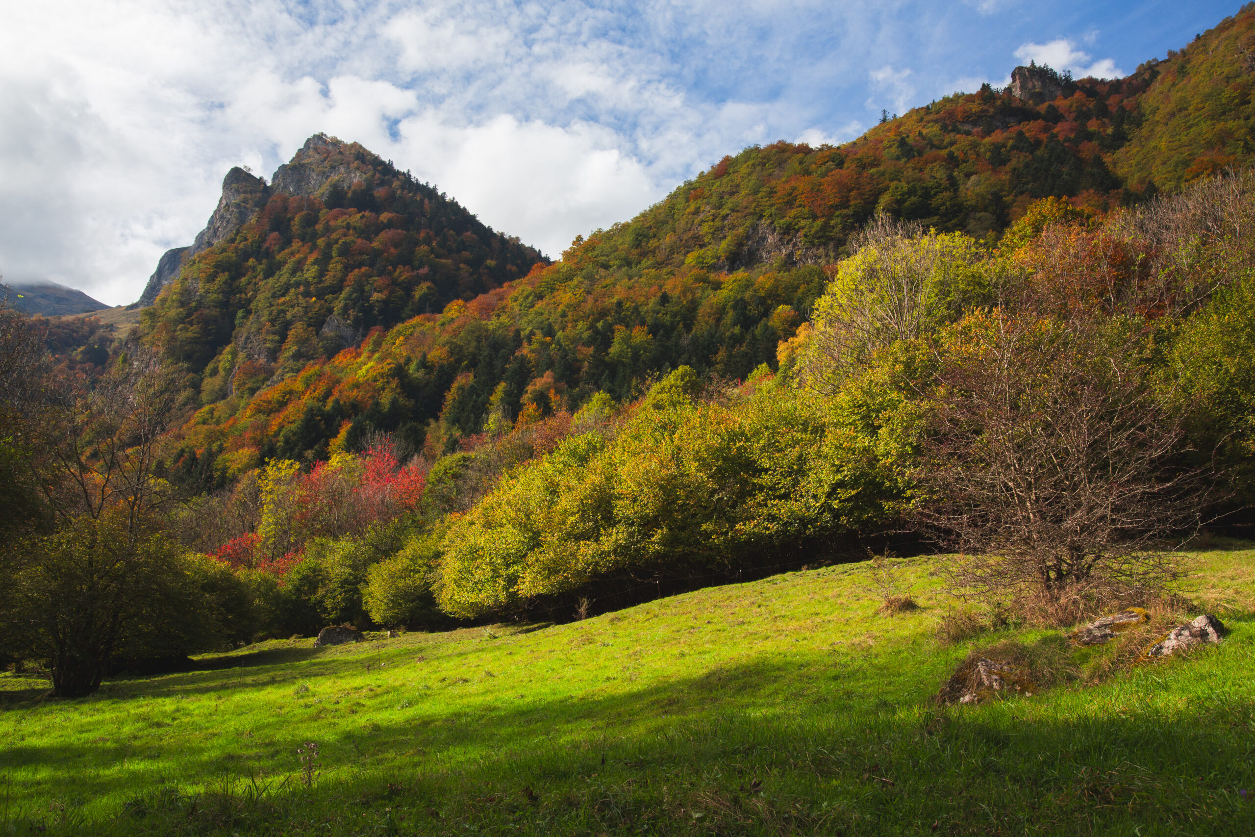 Versant montagneux couvert d'une forêt aux couleurs automnales avec pic rocheux et prairie verte au premier plan
